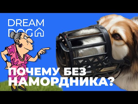Видео: Как приучить собаку к наморднику 🐶 Без еды и без сопротивления