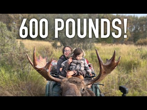 Видео: Дочь принесла домой 600 фунтов лосиного мяса | Осенний урожай на Аляске