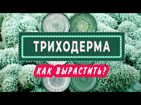 Видео: ТРИХОДЕРМА Как вырастить и как использовать?