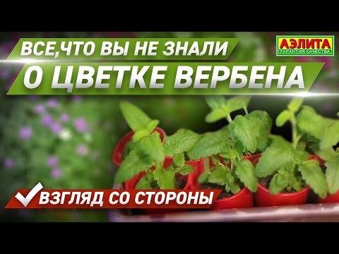 Видео: ВСЁ, ЧТО ВЫ НЕ ЗНАЛИ о ЦВЕТКЕ ВЕРБЕНА