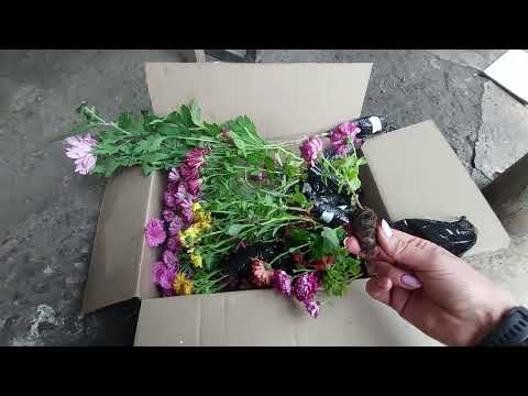 Видео: Що вийде з живців хризантеми, посаджених в листопаді? Цікавий експеримент