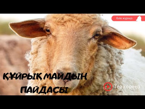 Видео: Құйрық майдың пайдасы| қой еті, жылқы етінің пайдасы