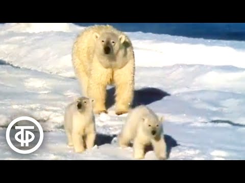 Видео: Белый медведь. Документальный фильм (1975)