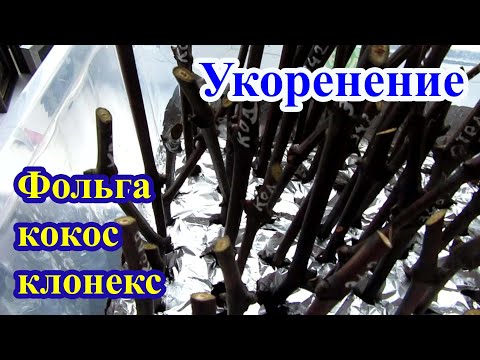 Видео: 🔴🔴Просроченный Клонекс. Укоренение черенков винограда c помощью фольги и кокоса. Виноград Беларуси.