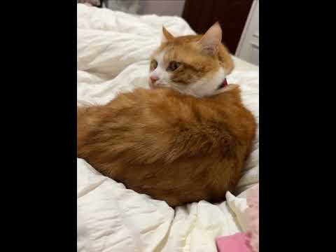 Видео: Смешные коты, от которых невозможно не улыбнуться! 😹 Наслаждайтесь просмотром.