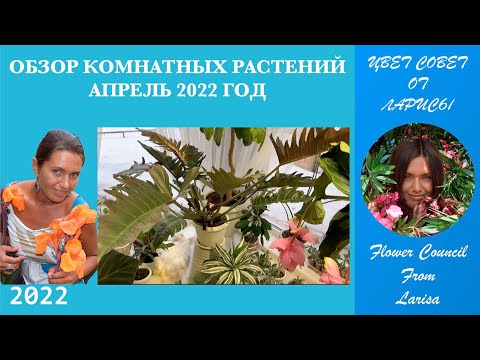 Видео: ОБЗОР КОМНАТНЫХ РАСТЕНИЙ АПРЕЛЬ 2022