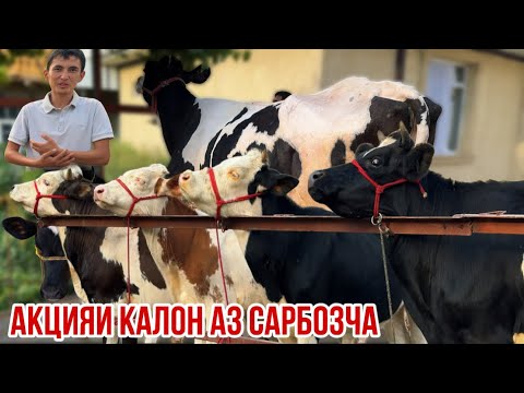 Видео: Сементал чорное пестри оча бача гуночин бука якция арзон Сарбозча 15 сентября 2025 г.