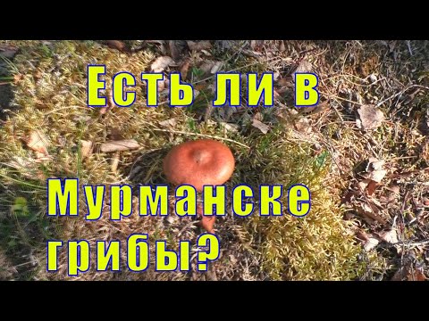 Видео: ЕСТЬ ЛИ В МУРМАНСКЕ ГРИБЫ? ПОЕХАЛИ ЗА ИВАН - ЧАЕМ/ 08 августа 2023