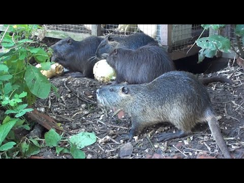 Видео: Тонкощі розведення нутрій без кліток.