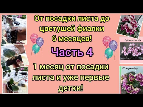 Видео: Прошёл месяц с посадки листовых черенков фиалки. Показываю какие сорта дали деток!