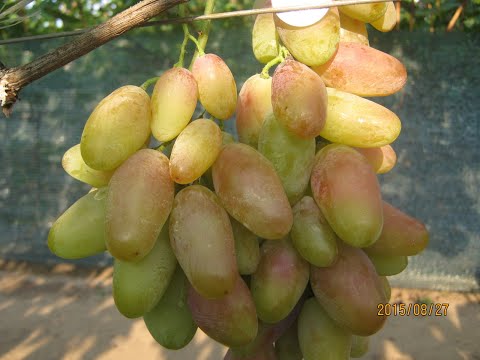 Видео: Супер ранние г.ф. винограда 2021 г! Много новинок! Общий обзор.