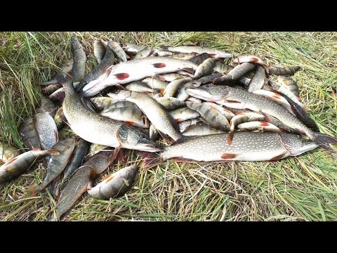 Видео: РЫБАЛКА В КЛЁВОМ МЕСТЕ ГДЕ НЕТ РЫБАКОВ, НО ЕСТЬ НОРМА ВЫЛОВА)))! ПРИШЛО ВРЕМЯ ЩУКИ И ОКУНЯ НА ЯМАЛЕ!
