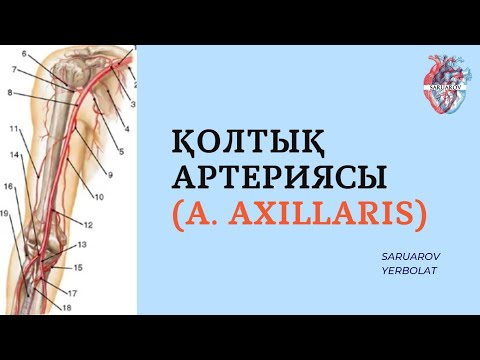 Видео: Қолтық артериясы (a. axillaris)