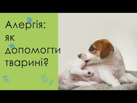 Видео: Аллергия у кошек и собак: чем помочь?