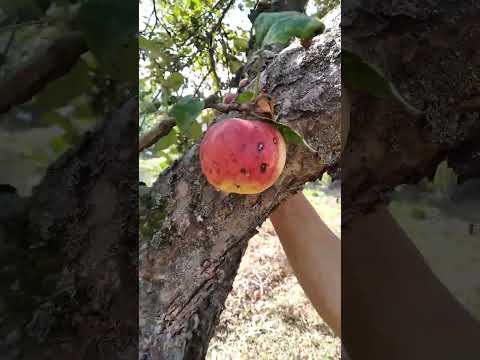 Видео: Яблоня , сорт "Валютный".