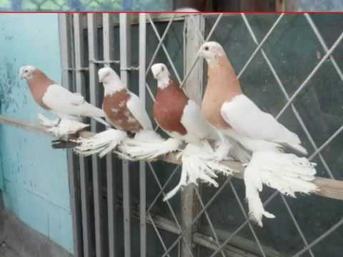 Видео: Туркменский агаран   элитная и красивая порода бойных голубей