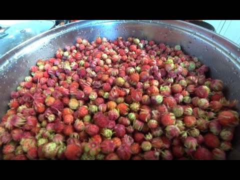 Видео: Варим варенье из лесной клубники не перебирая