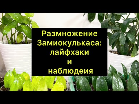 Видео: Размножение замиокулькаса: лайфхаки и наблюдения 🪴/ #Замиокулькас  ￼￼￼