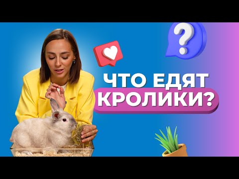 Видео: Чем кормить кролика / Саша знает / Сено и опилки для грызунов Qushy