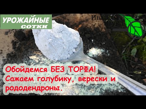 Видео: РАСТИМ ГОРТЕНЗИИ и ГОЛУБИКУ БЕЗ ТОРФА! Пошаговая инструкция посадки голубики.