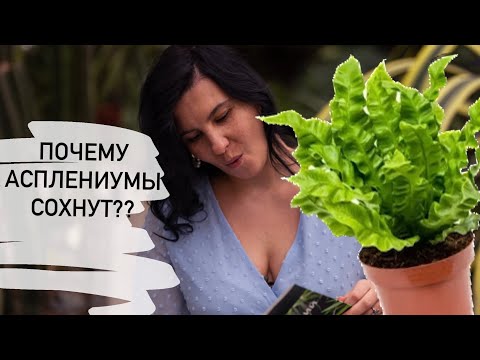 Видео: Почему асплениумы начинают сохнуть и хлорозят после покупки?