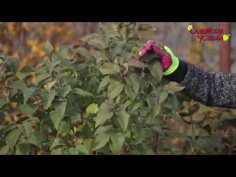 Видео: Сирень. Обрезка и формирование.