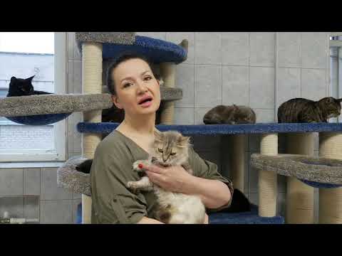 Видео: «Преданное сердце» (@predannoe_serdce )