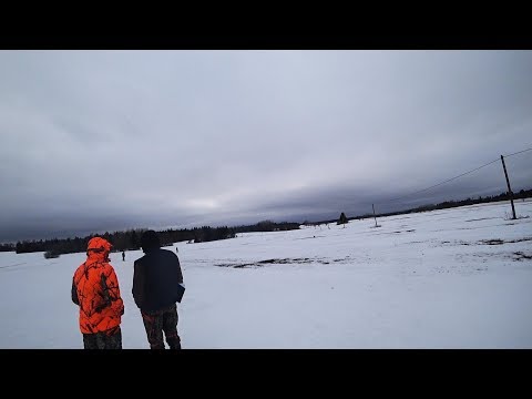 Видео: Охота #225 испытания эстонских гончих по зайцу