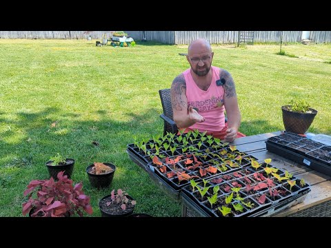 Видео: Размножение колеуса / Как получить наибольшее количество черенков