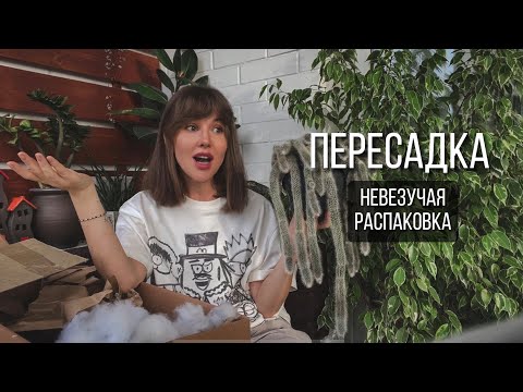 Видео: НЕВЕЗУЧАЯ РАСПАКОВКА. ПЕРЕСАДКА🪴#комнатныерастения #алоказия #хойя #папоротник #пересадка #растения