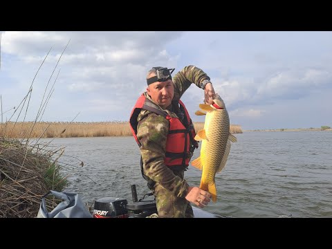 Видео: Отдых и рыбалка на Волге. Сазан, жерех, сом. Желаю всем так отдохнуть. Апрель 2023г.