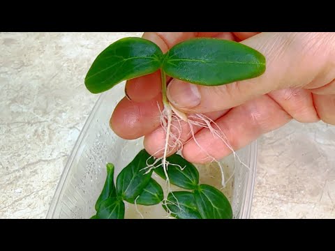 Видео: МАЛО КТО ЗНАЕТ ЧТО РАССАДУ ОГУРЦОВ МОЖНО ВЫРАСТИТЬ ЗА 5 ДНЕЙ БЕЗ ЗЕМЛИ!