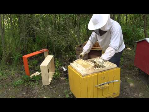 Видео: Снятие магазинов на откачку и осмотр семей на наличие маточников