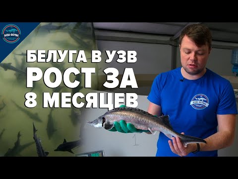Видео: Белуга в УЗВ. Рост за 8 месяцев