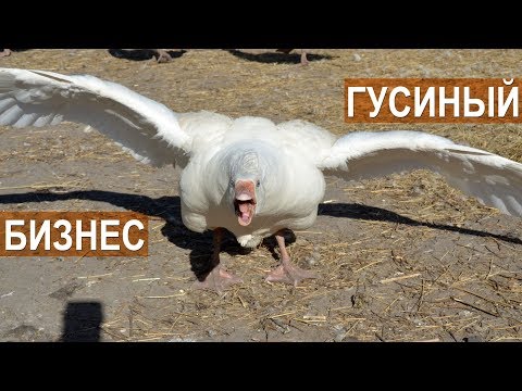 Видео: Гусиный бизнес Павла Постевого. Разведение гусей. Линдовский гусь