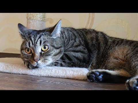 Видео: Привычки Сэмыча. Практически все секреты нашего второго ведущего канала