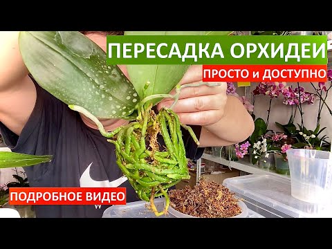 Видео: простая ПЕРЕСАДКА ОРХИДЕИ фаленопсис