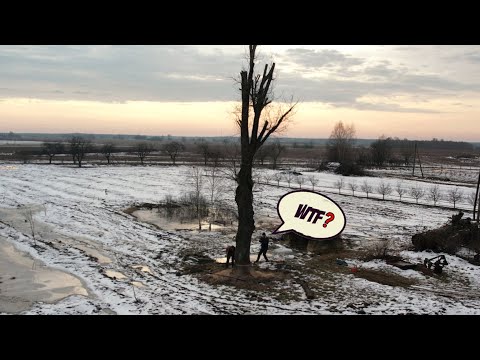 Видео: Дерево, которое не хотело падать: смотрите, что произошло!