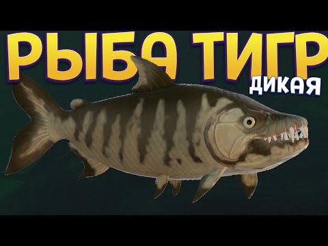 Видео: ДИКАЯ РЫБА ТИГР ( Feed and Grow: Fish )