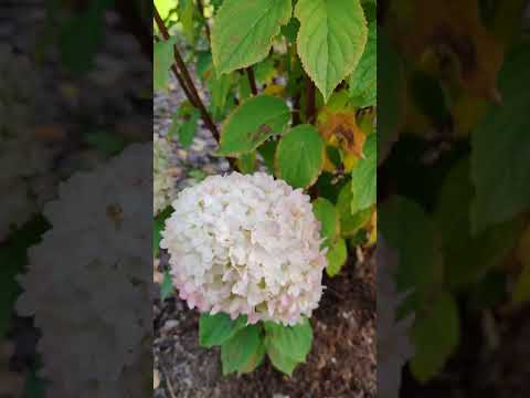 Видео: Размножение гортензии отводками 🌱