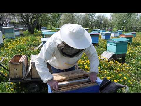 Видео: Пчеловодство  №124 Метод выравнивая пасеки весной. Или как успешно развивать пасеку.