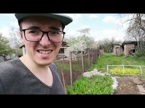 Видео: Прекопаване на малини