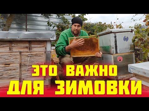 Видео: Успешная зимовка с полномедными рамками важно подрамочное пространство в улье