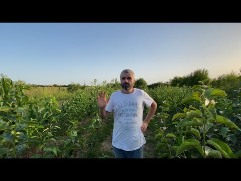 Видео: Саджанці Хурми, Азіміни та Горіха 2025 р Закарпаття, Берегівський р-н, с.В. Бакта.
