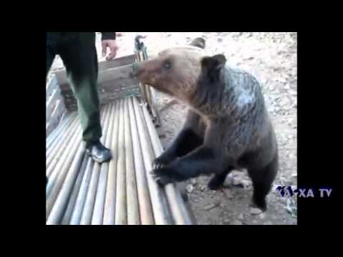 Видео: русские приколы. русские медведи.
