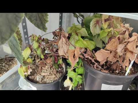 Видео: АХИМЕНЕСЫ,ПОРА СПАТЬ!!! 🌸☘️🌸☘️#комнатныерастения #ахименес #растения #цветы