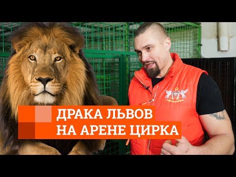 Видео: Дрессировщик — о драке львов в Екатеринбургском цирке | E1.RU