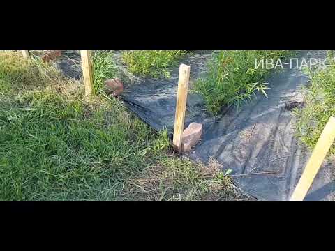 Видео: ИВА-ПАРК. Плантация ивы Американки гигантской после заморозков.