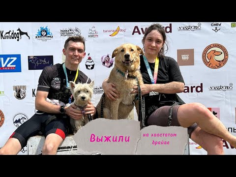 Видео: Хвостатый драйв 2024. остаться в живых - остались.