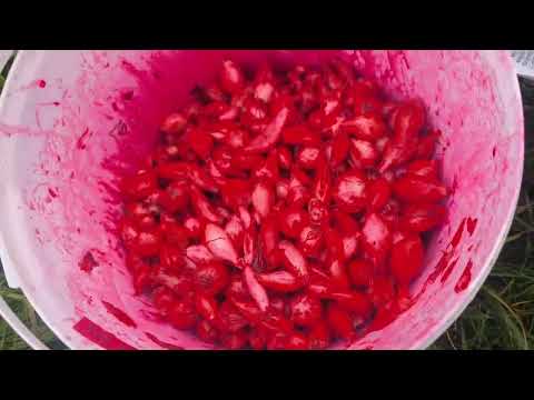 Видео: Як ми садили часник